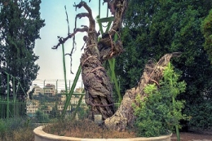 Вифлеем и библейский Хеврон